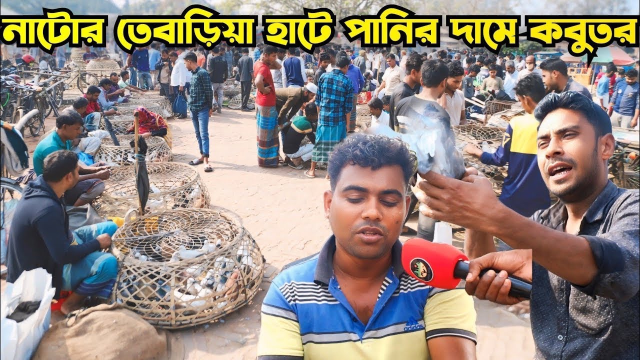 Natore Tebaria Hat | উত্তরবঙ্গের সবচেয়ে জনপ্রিয় কবুতর হাট নাটোর তেবাড়িয়া