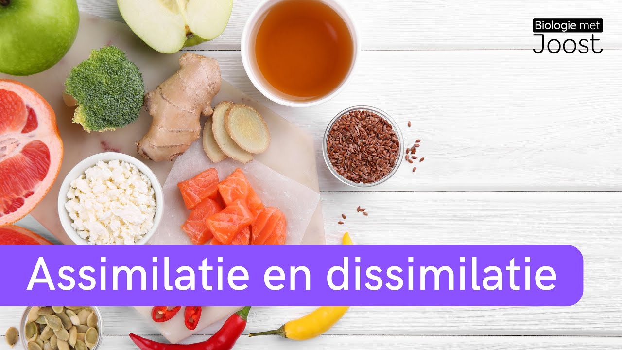 Assimilatie en dissimilatie uitgelegd | Samenvatting | Havo