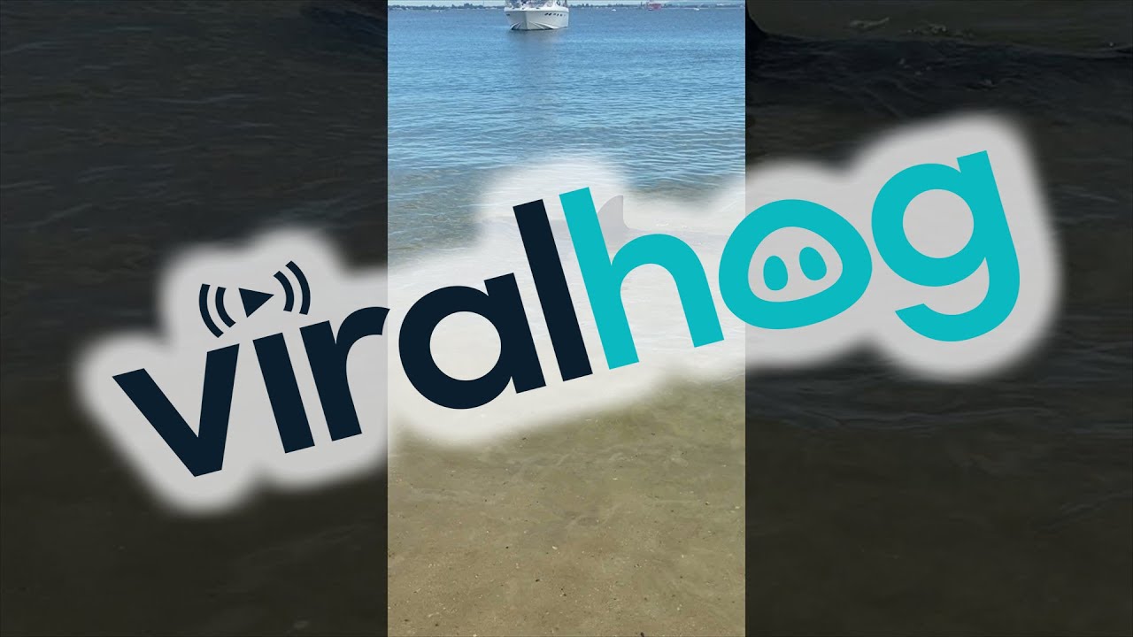 Swimmers Try to Save Disorientated Shark || ViralHog