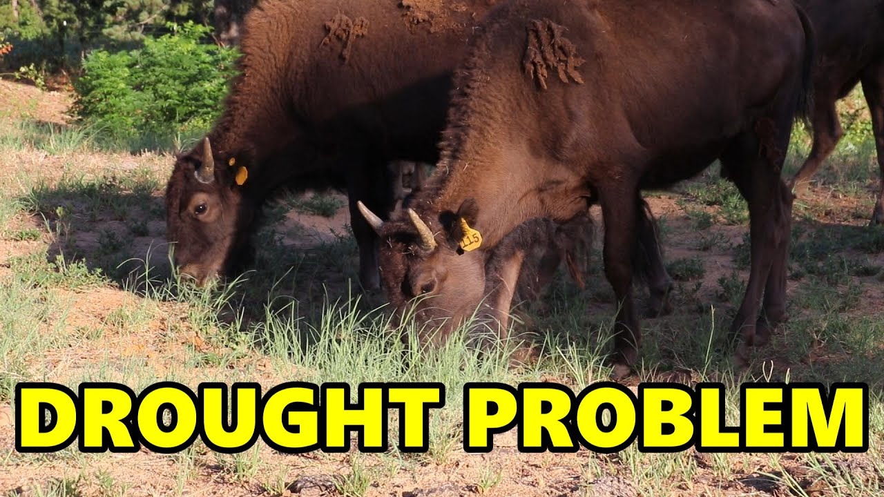 Ep. 197 - Ranching in Drought Conditions...Building a Bison Ranch