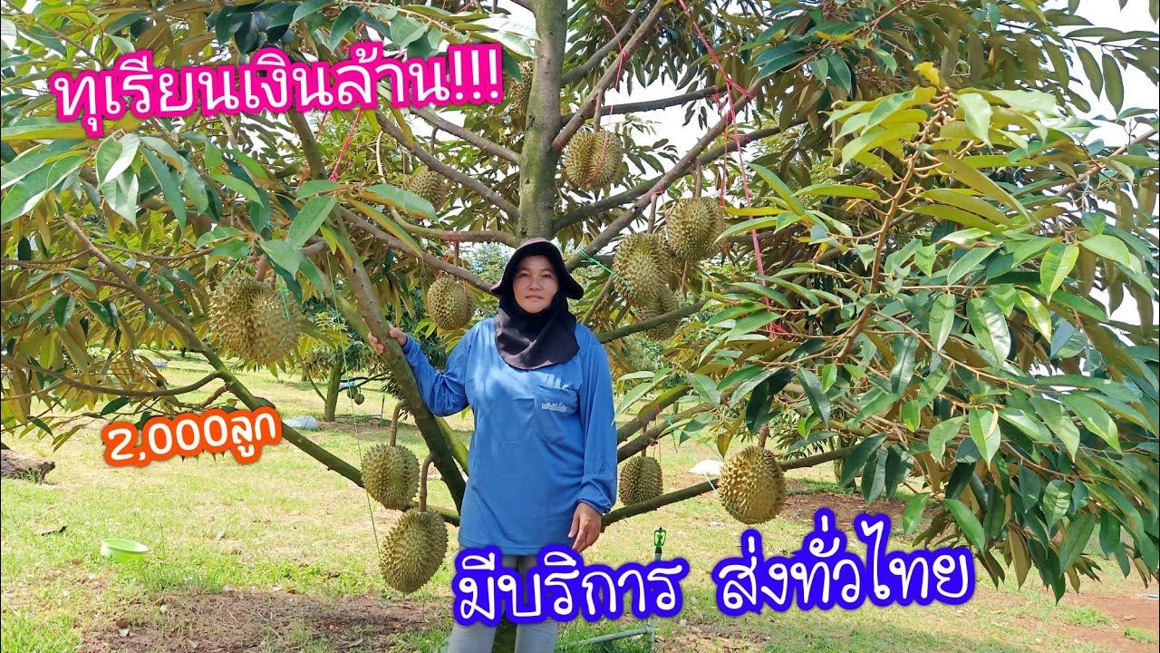 สวนวัชระฟาร์ม#  ทุเรียนเงินล้าน  ต้องลงทุนมากแค่ไหน?ถึงได้จับเงินล้าน!!