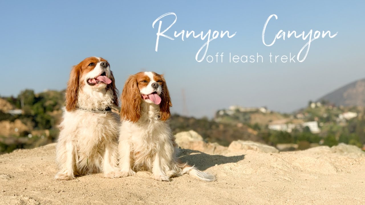 OUR FAVORITE OFF LEASH TREK IN LOS ANGELES | Runyon Canyon