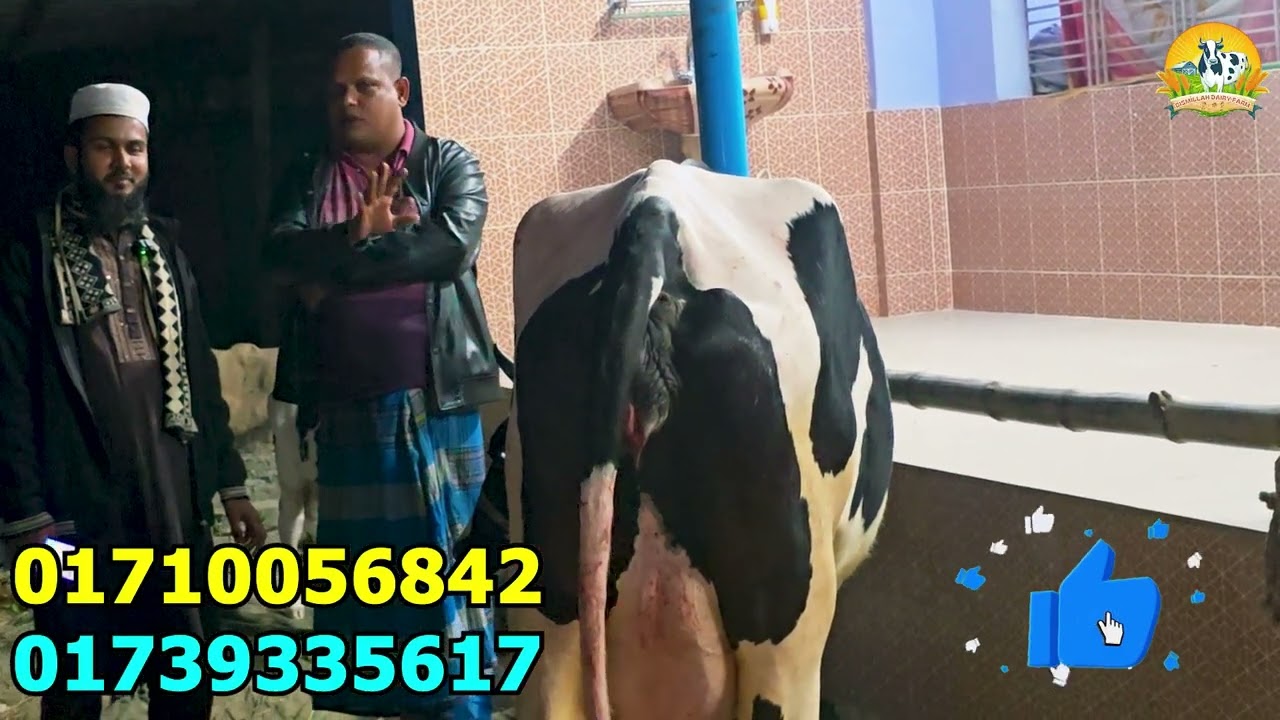 উন্নত জাতের ১ টি ফ্রিজিয়ান গাভীর দাম জানুন । সংগ্রহ করলেন নওগাঁ থেকে ।