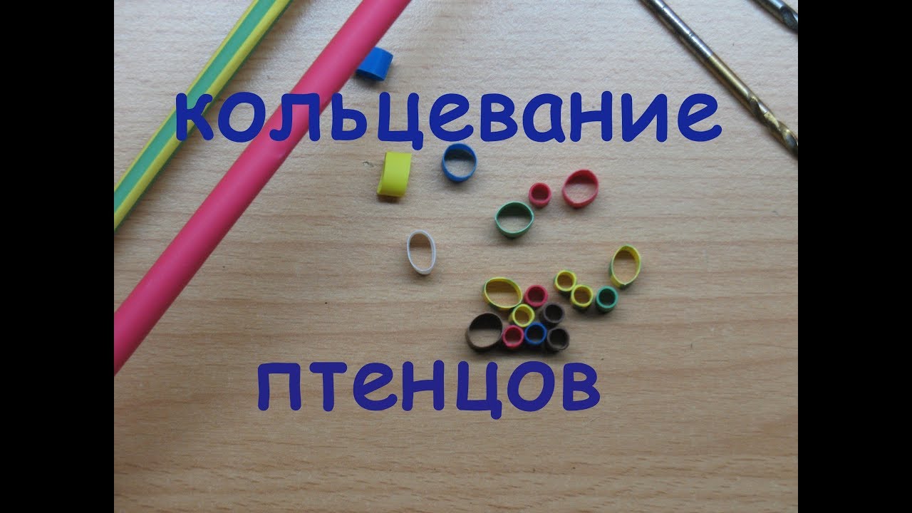 Кольцевание птенцов канарейки.