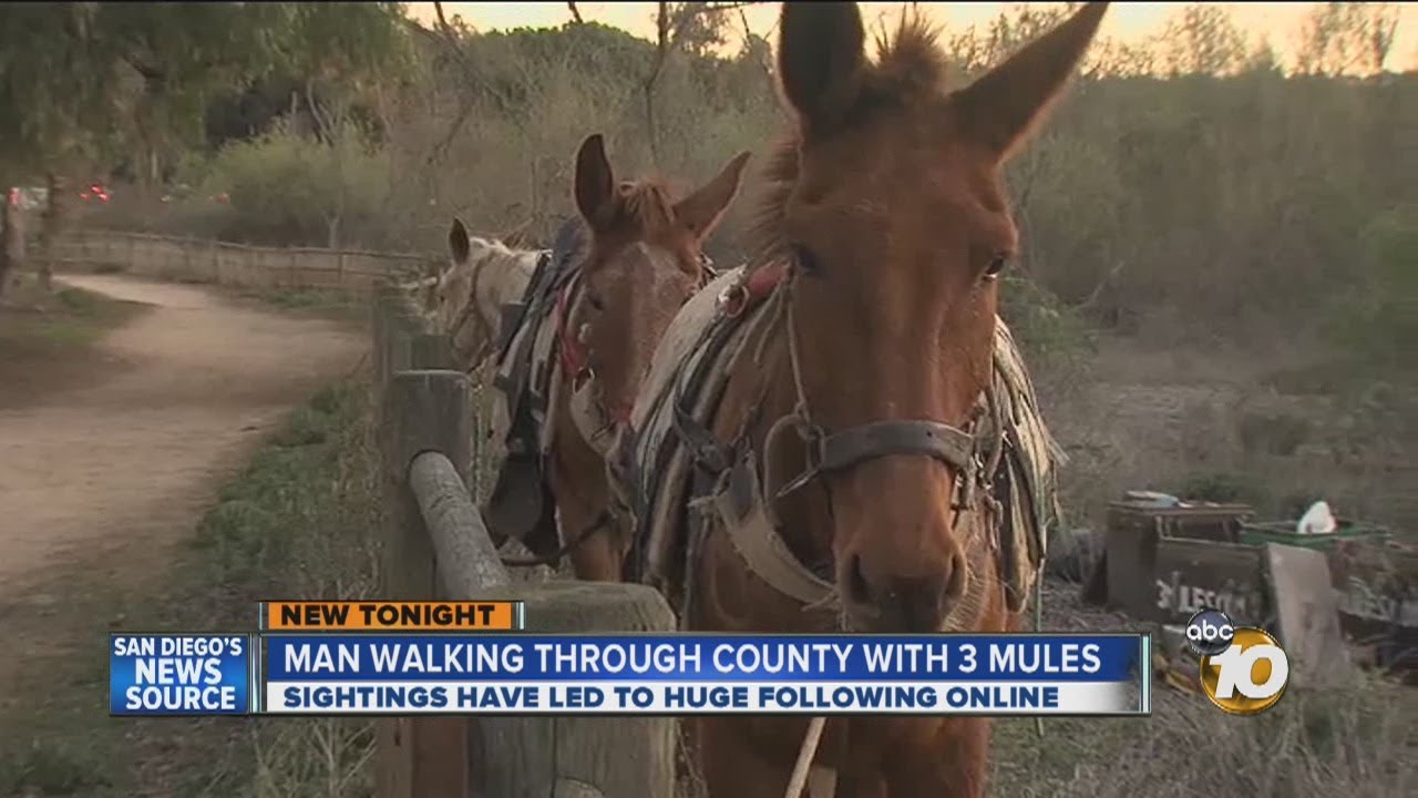 Man spotted walking around San Diego County with 3 mules