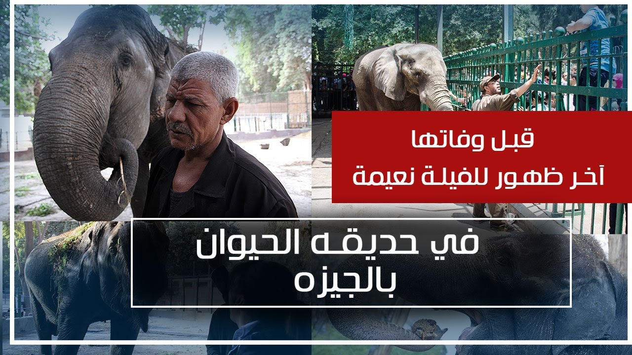 وداعاً نعيمة ..شاهد آخر ظهور لآخر فيلة حديقة الحيوان