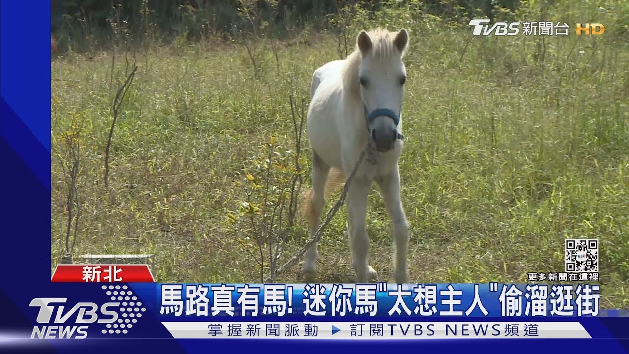 馬路真有馬! 迷你馬「太想主人」偷溜逛街｜TVBS新聞