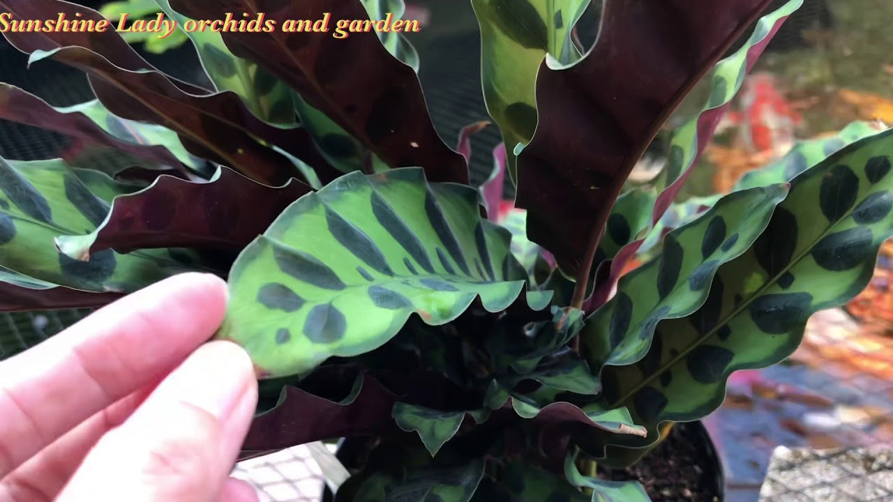 Calathea Lancifolia ( Rattlesnake plant ) and care tips