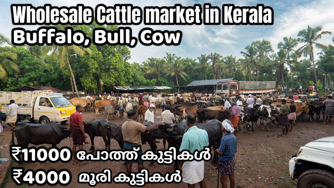 പെരുന്നാൾ ഓഫർ കച്ചവടം | Wholesale Cattle market in Kerala | Livestock Market | Buffalo | Bull | Cow