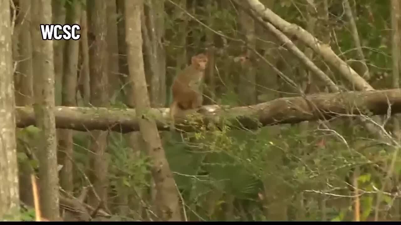 CEO of monkey testing facility gives update on employee who may have left cage doors open