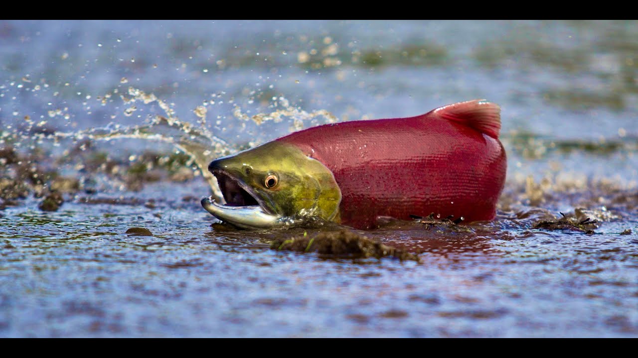 Anadromous, Catadromous, Amphidromous, Potamodromous and Oceanodromous Explained SIMPLY and QUICKLY