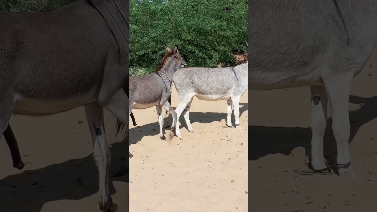 #donkeys #jungle #youtuber