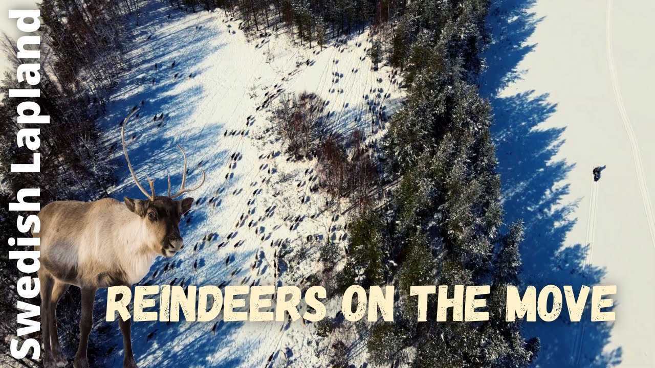 Reindeers on the move // Lapland - Land of the S&aacute;mi
