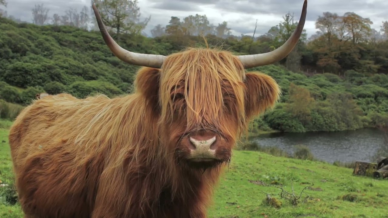 Lochaber Scenes