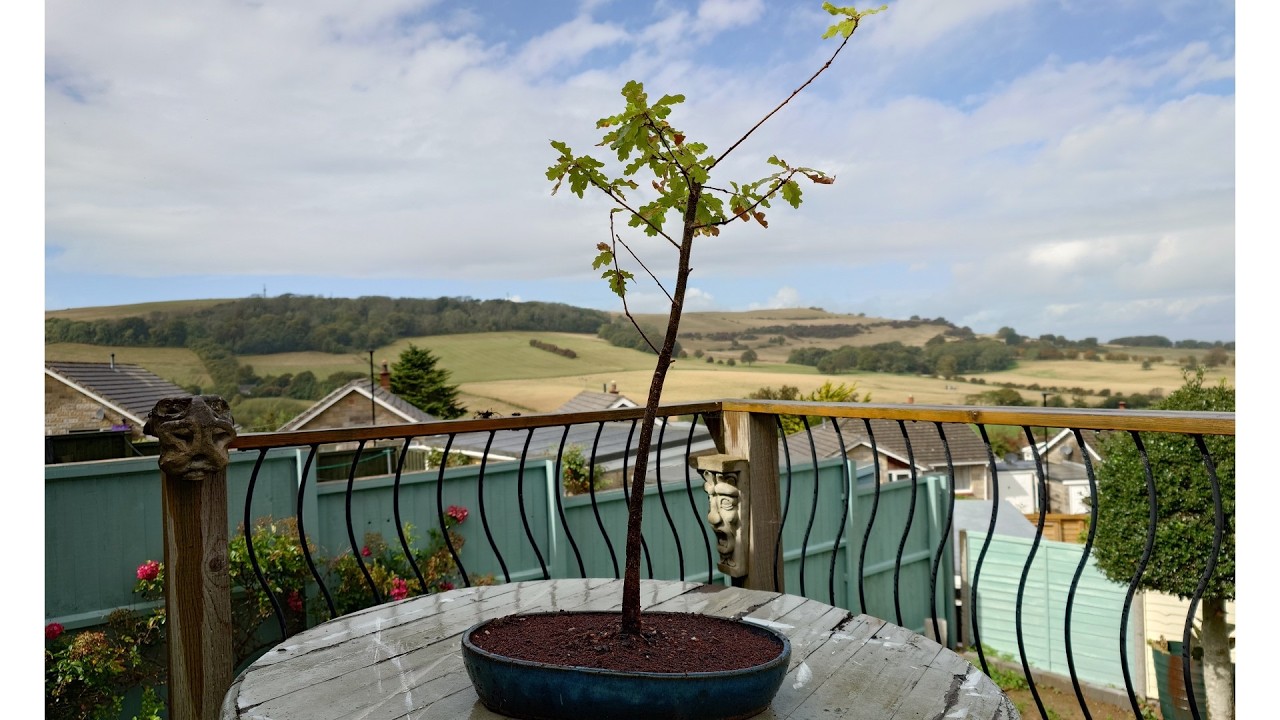Starting an Oak Bonsai