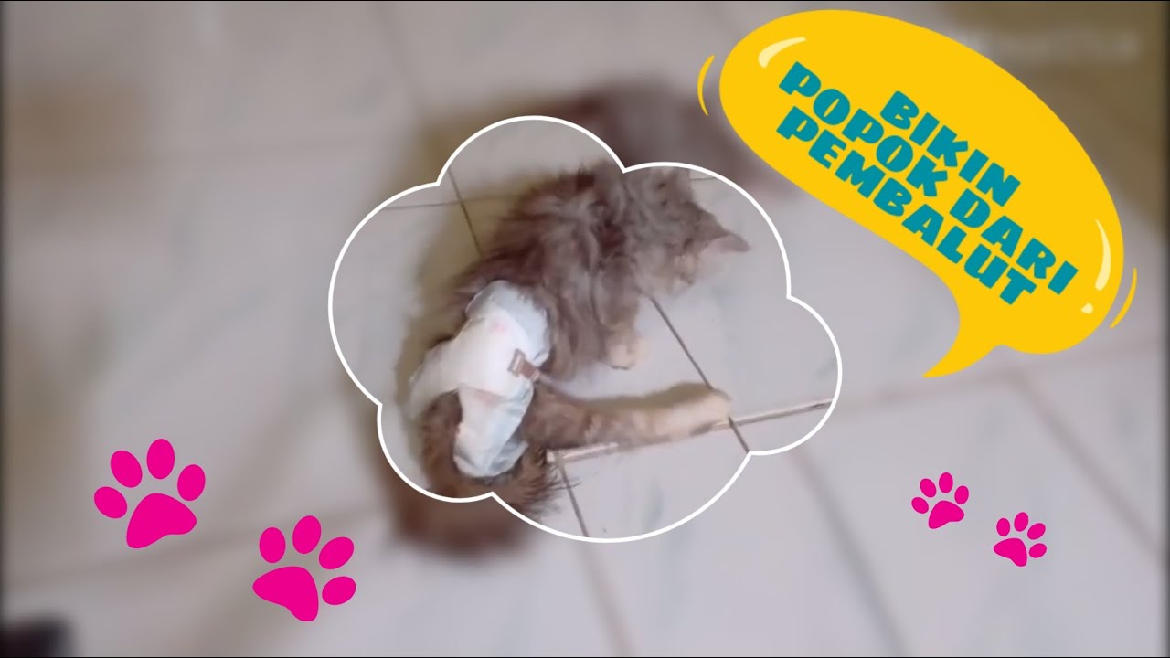 Bikin popok dari pembalut#untuk kitten lumpuh