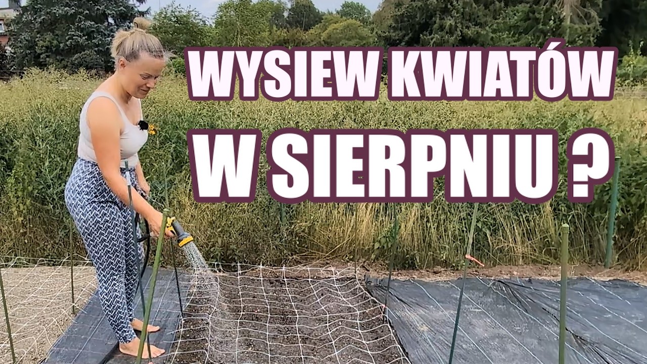 12 kwiat&oacute;w na p&oacute;źne kwitnienie &mdash; posiej je teraz🌸