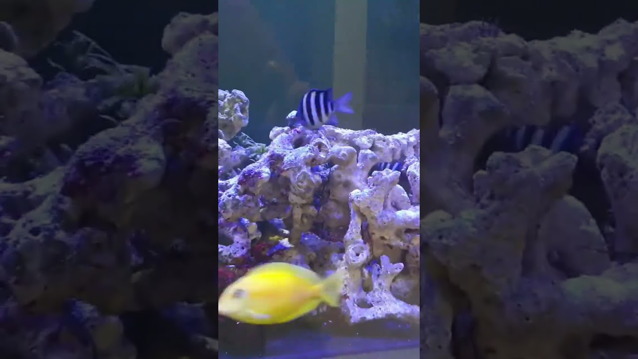 REEF SALT WATER FISH 