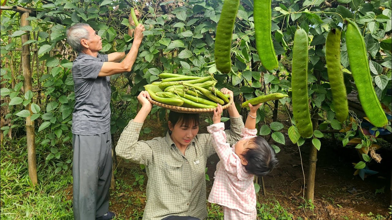 Binh's unexpected Household items - Picking giant beans at home to sell - Cooking | Countryside joy.