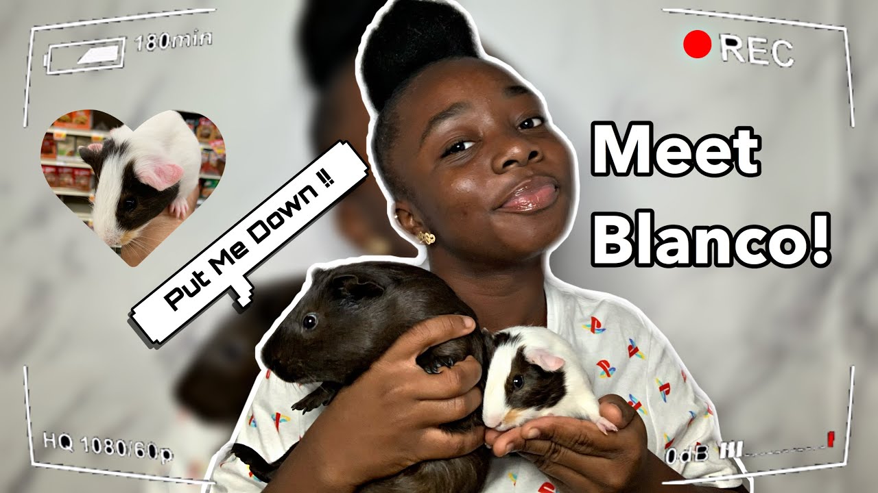 MEET BLANCO🤍!! || PETCO VLOG + GUINEA PIG CAGE CLEANOUT