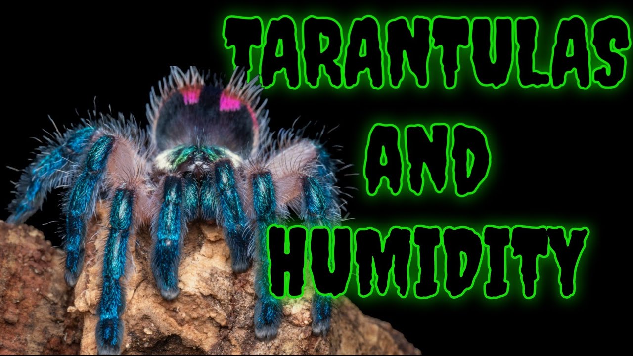 Humidity & Tarantulas: Why We Overthink It!