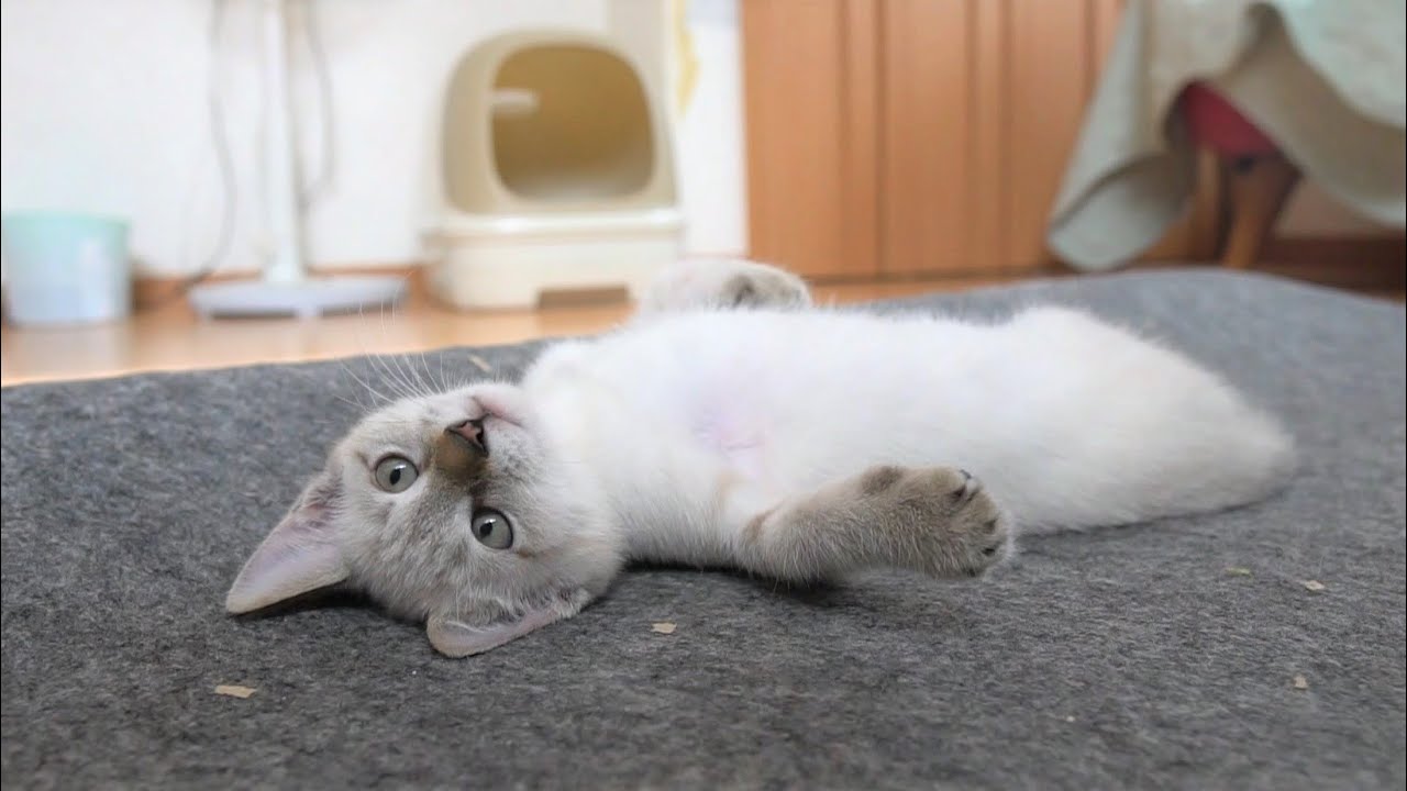 【生後66日】初めてのクーラーの心地よさにへそ天しちゃう子猫