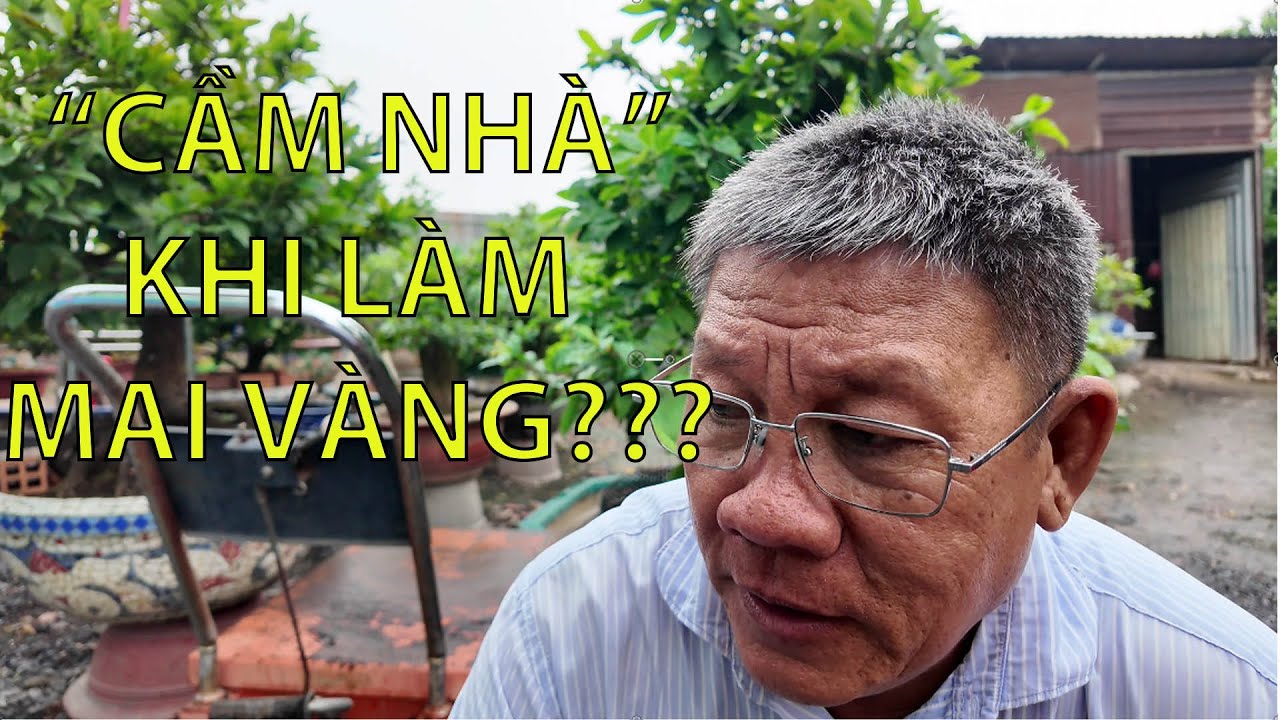 Nghề mai vàng có dễ ăn như lời đồn? #maivang68