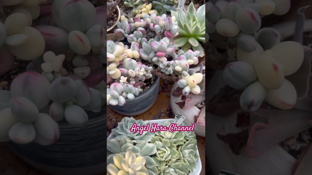 Succulent Variegated in Summer Season #plantitasandplantitos #succulentjapangroup #garden #plantita