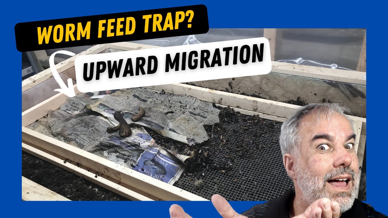 WORM FEED TRAP ( WILL IT WORK? )