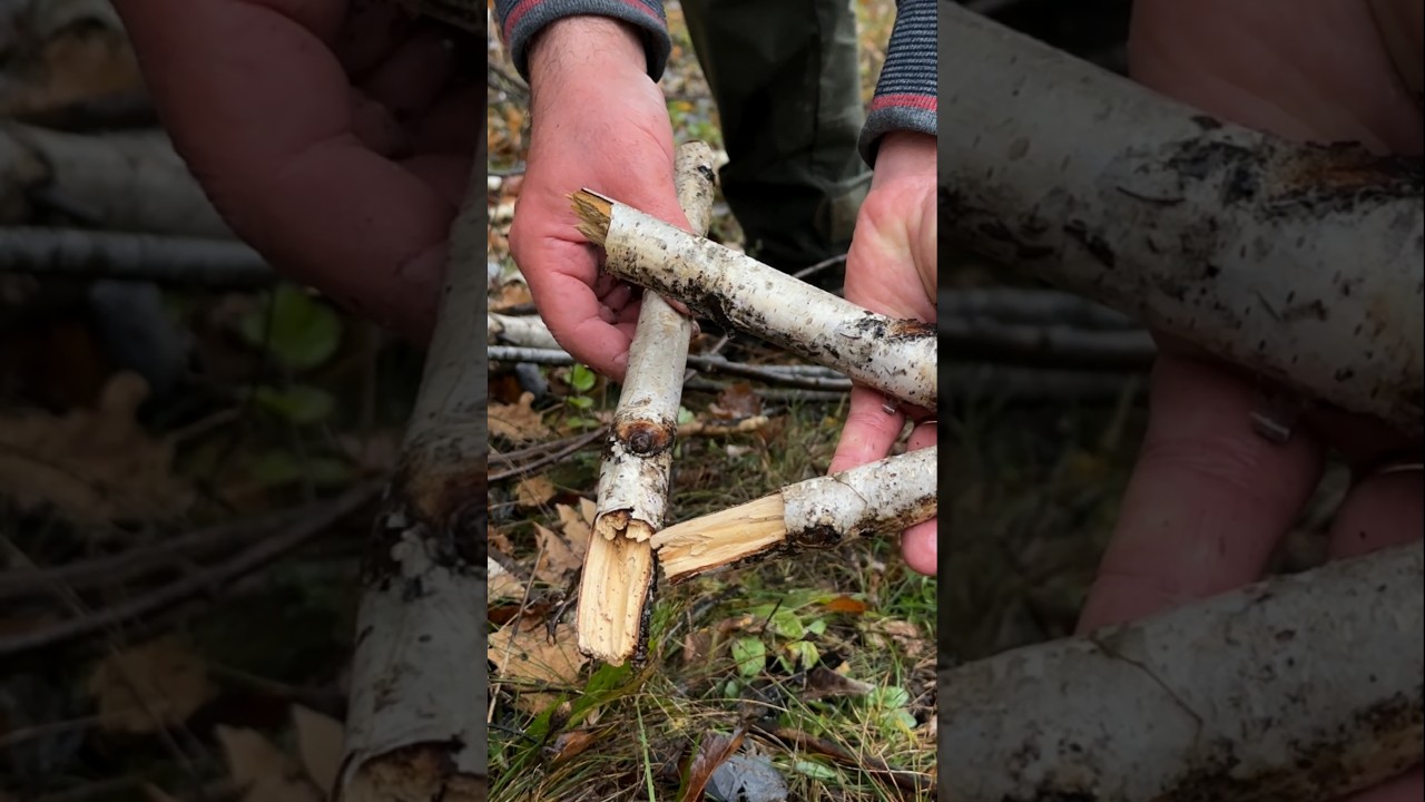 Survival Skills: How to Start a Fire with Wet Wood. #survival #camping ca #lifehacks