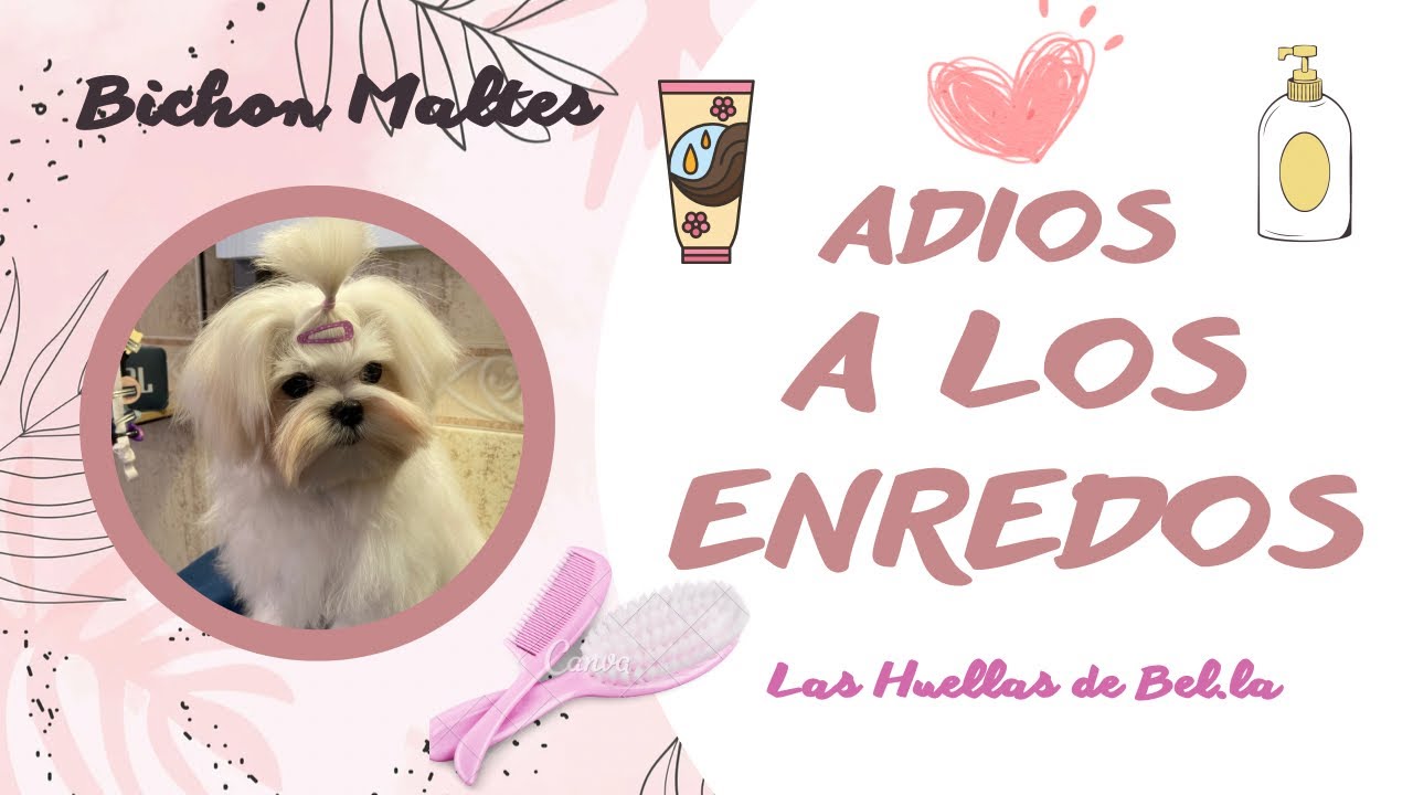 Como conseguir que tu Bichon Maltes no tenga enredos 🐾💘 #perros  #perrosblancos  #bichonmaltes