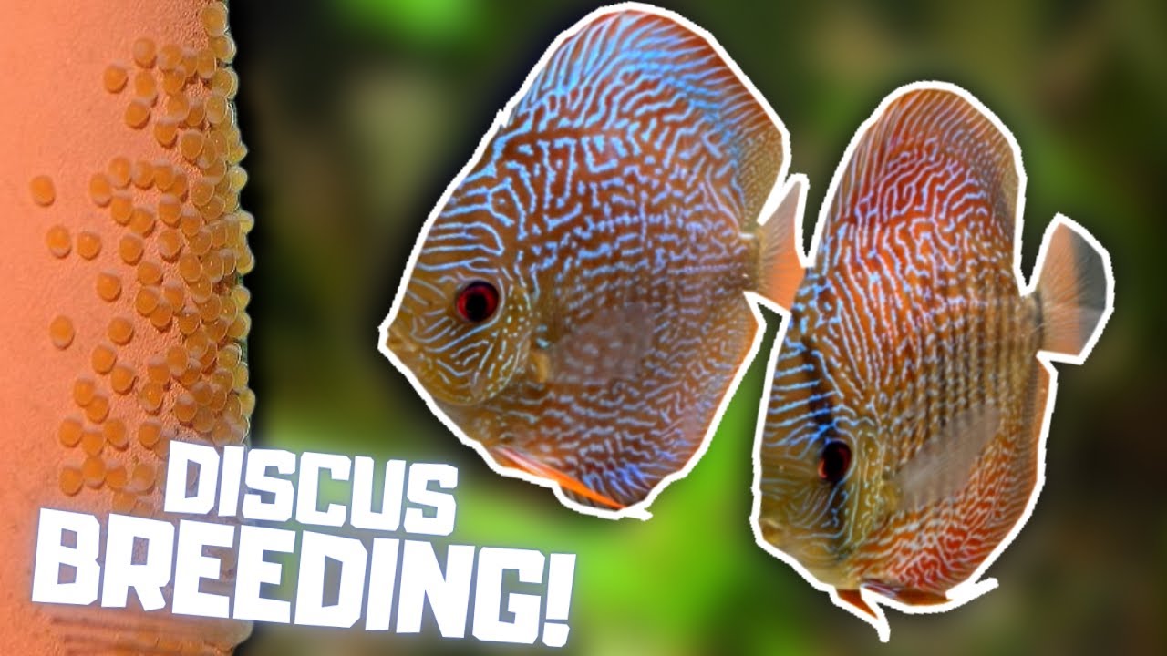 NEW Discus Breeding Set Up + Future Plans!