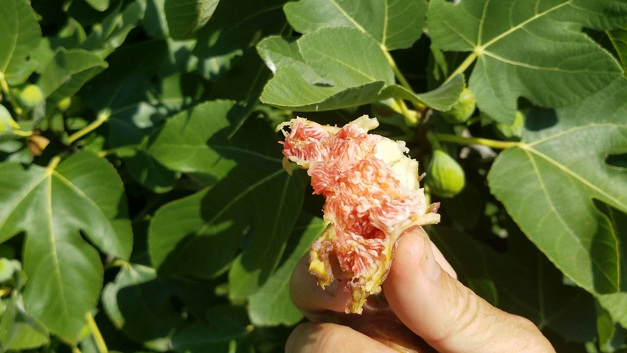 Growing Your Fig Collection? A Practical Approach! The Mighty Celeste, Part 2. July 27/19