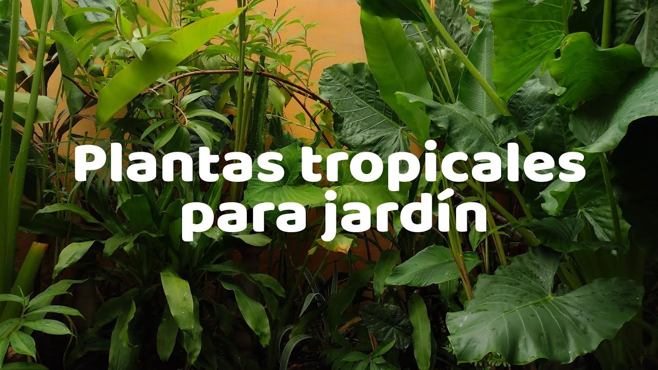 Platas tropicales l plantas ideales para hacer un jardín tropical en casa.