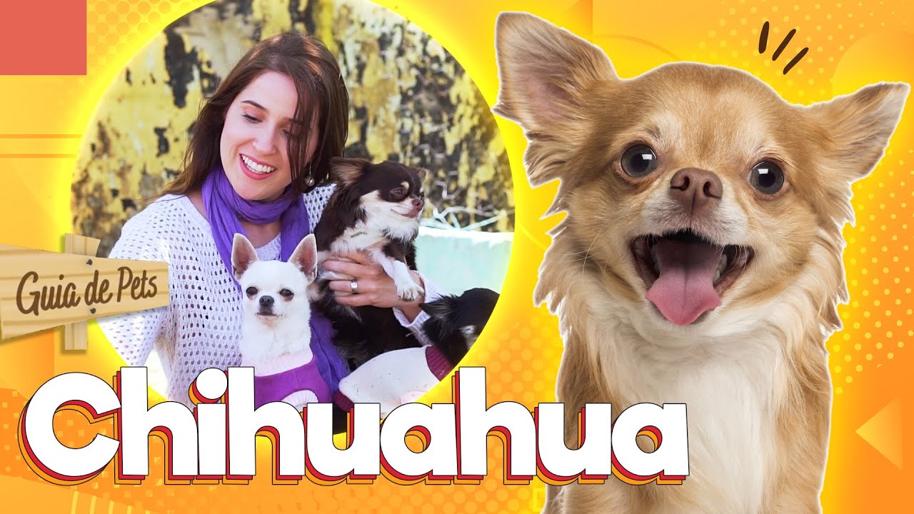 Chihuahua - o pequeno cão mexicano | Guia de Pets