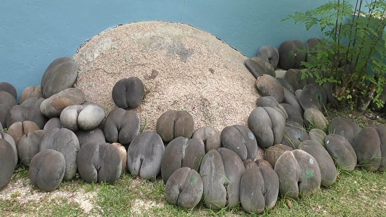 Flora of Seychelles ! Znane i nieznane roślinny Seszeli