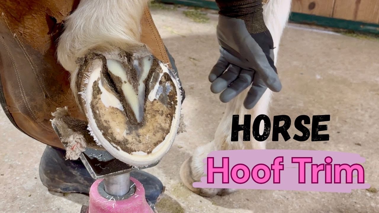 Working on a Gaited Horses Hooves