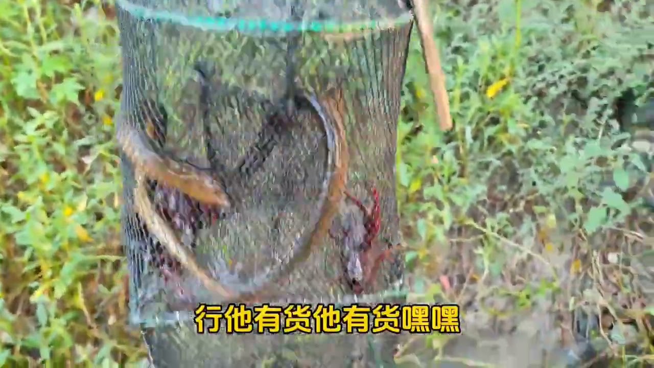 #真实户外  #野生黄鳝  #今天的收获   #抓黄鳝  遗漏的，也是想解释下，这个小六门是我的！