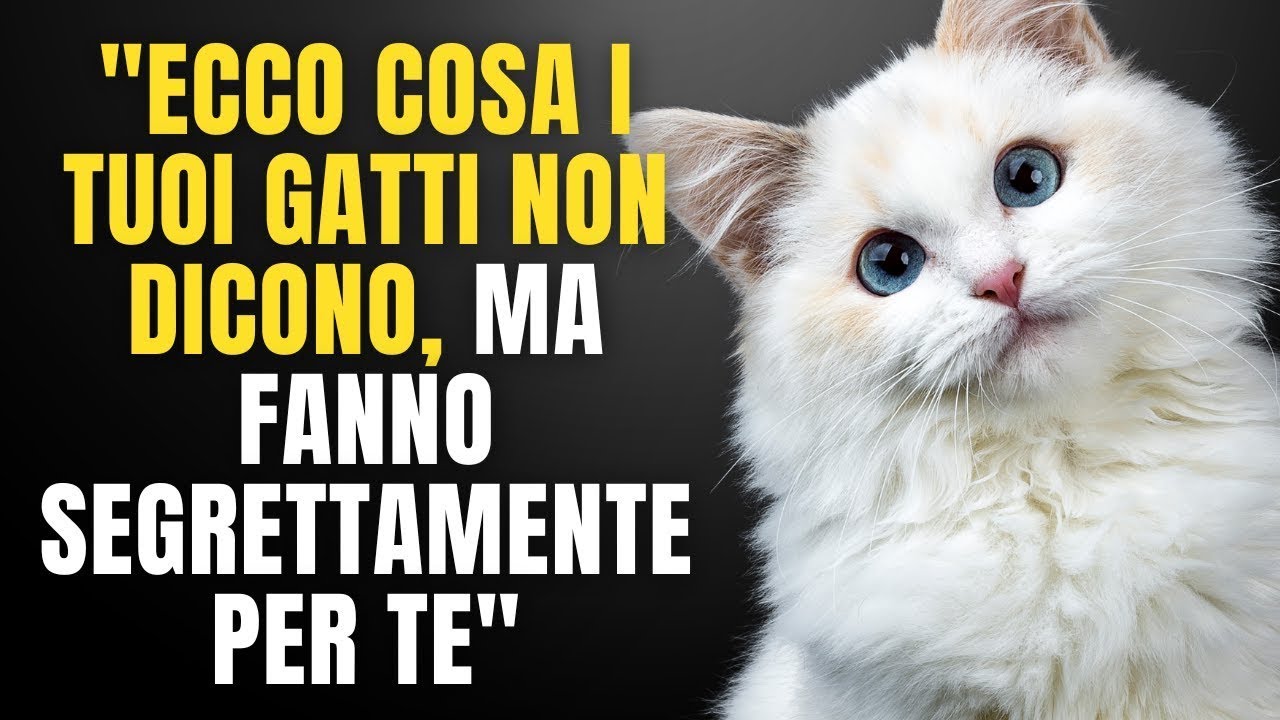 ECCO COSA I TUOI GATTI NON DICONO, MA FANNO SEGRETTAMENTE PER TE  15 GESTI SVELATI