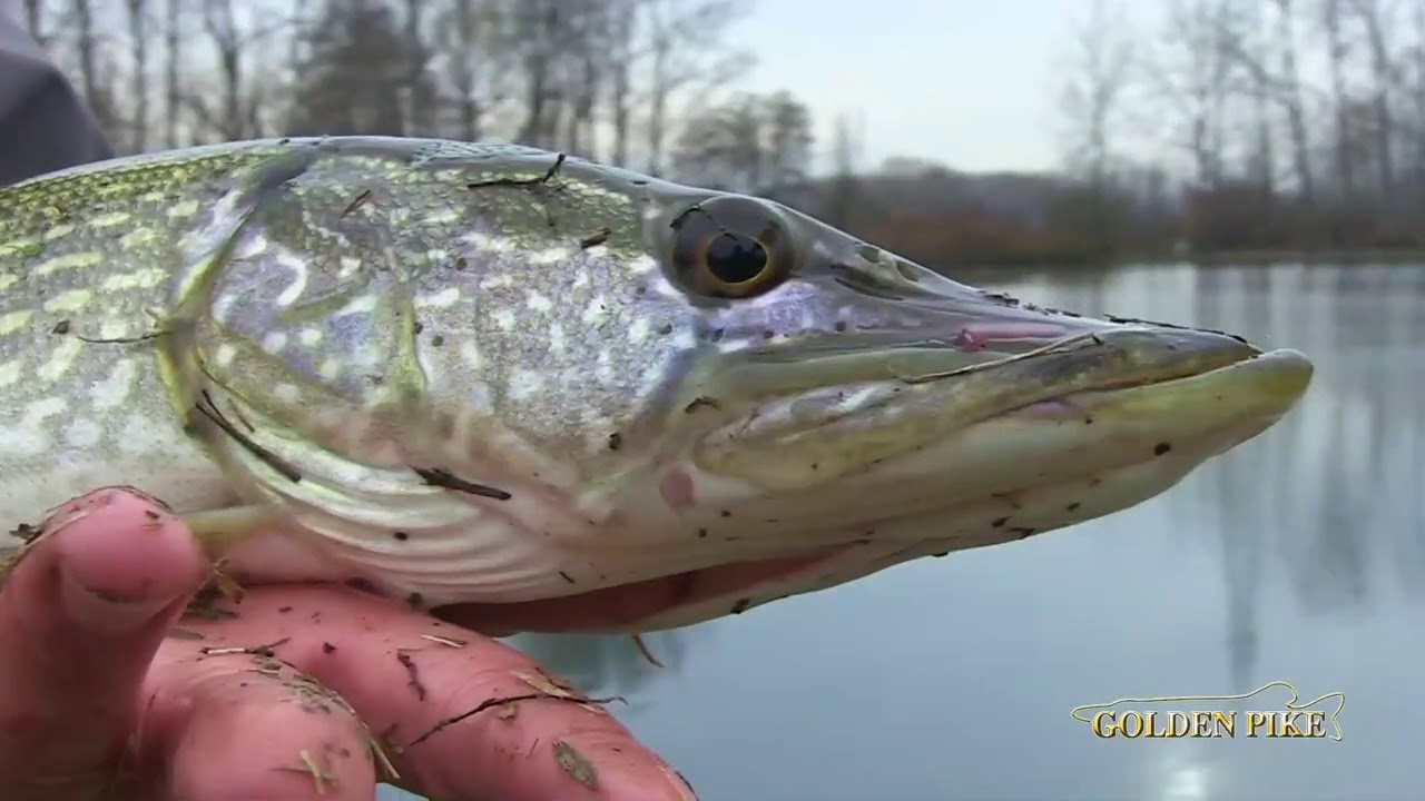 GOLDEN PIKE 2017   Oscasale   INSIDEFISHING