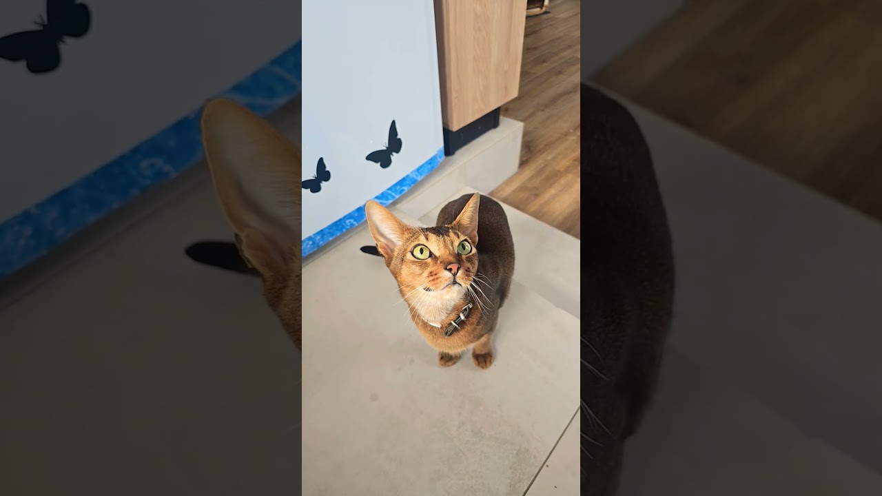 Кто колбасу со стола спер?