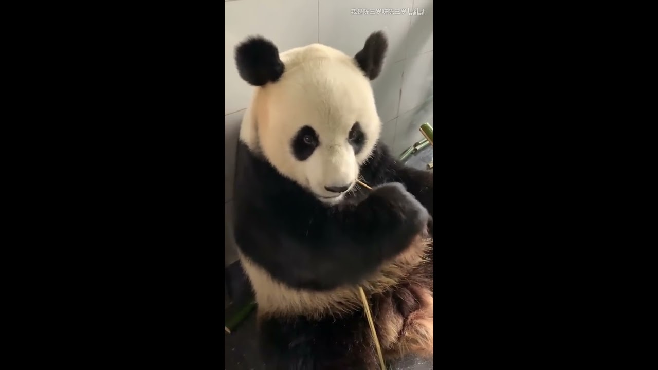 Panda Jin Hu-i have to work overtime today!feeding medicine，Feed that hungry child