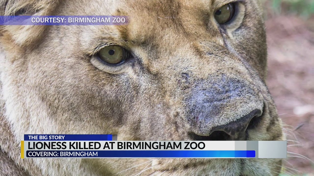 Lioness killed at Birmingham Zoo