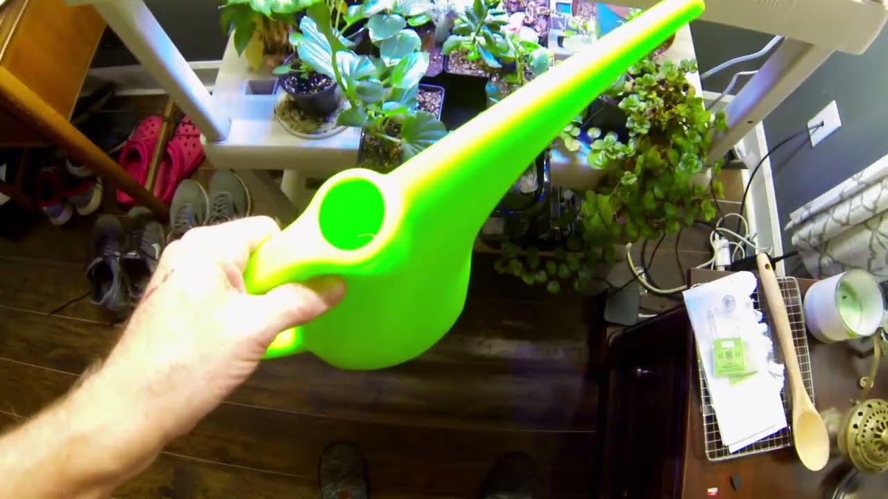 Aloe Vera And Cacti Bottom Watering