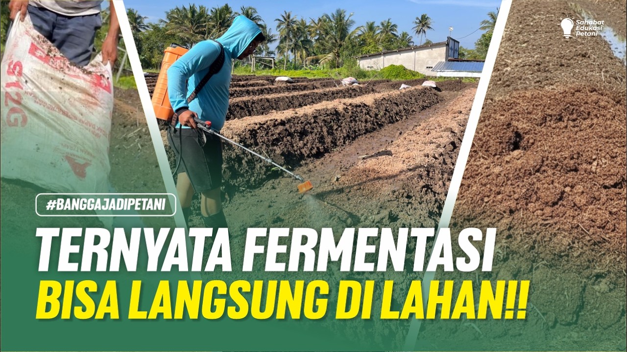 CARA FERMENTASI PUPUK KANDANG LANGSUNG DIBEDENGAN‼️HEMAT TEMPAT HASIL TETAP MAKSIMAL‼️