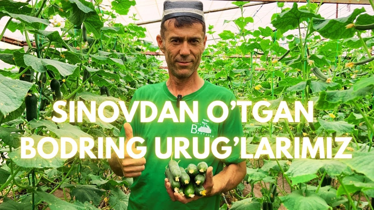 СИНОВДАН ЎТГАН БОДРИНГ УРУҒЛАРИ | SINOVDAN O'TGAN BODRING URUG'LARI