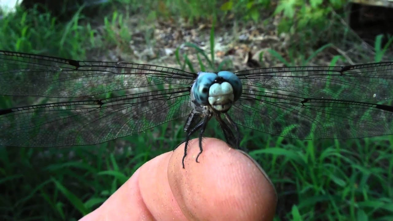 A Dragonfly Video For Chox TheMuse