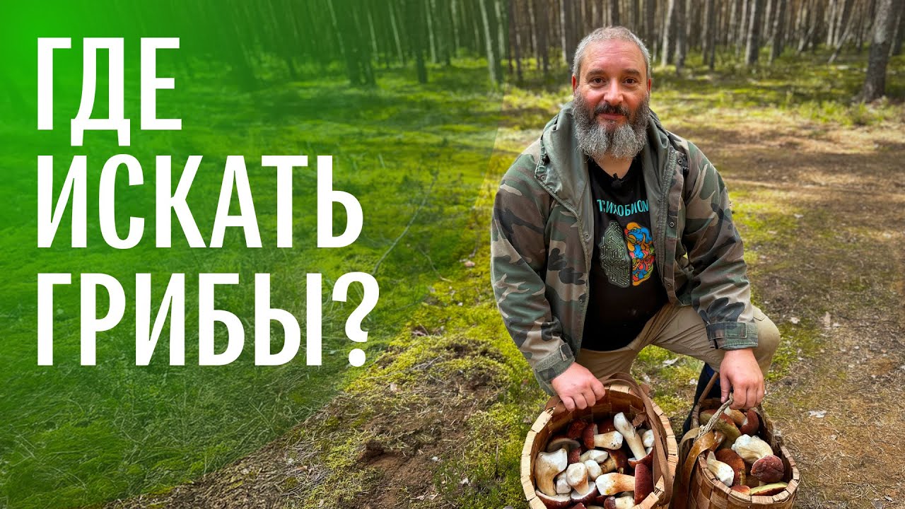 Для новичков. Советы по сбору грибов от миколога. Михаил Вишневский
