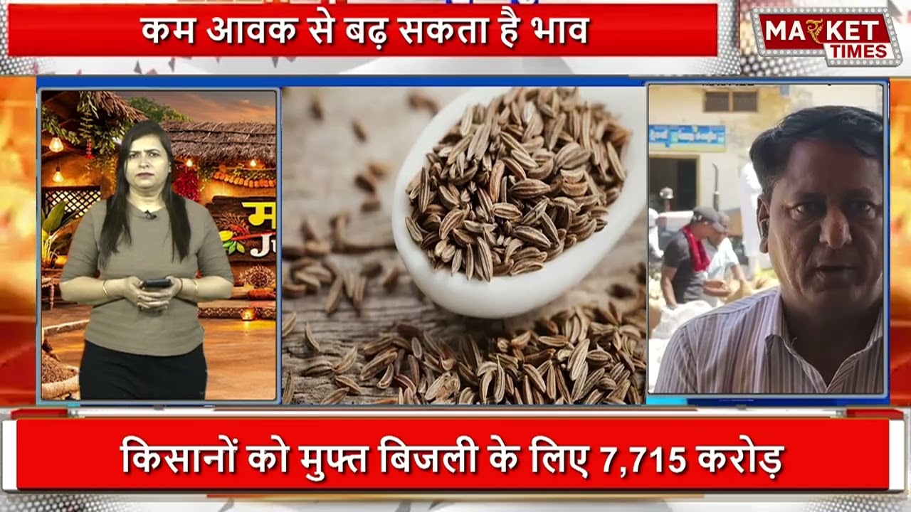 जीरे की फसल पर संकट - जीरा में आएगी तेजी ? #jeera #cumin #spices #masala #mandi #kissan