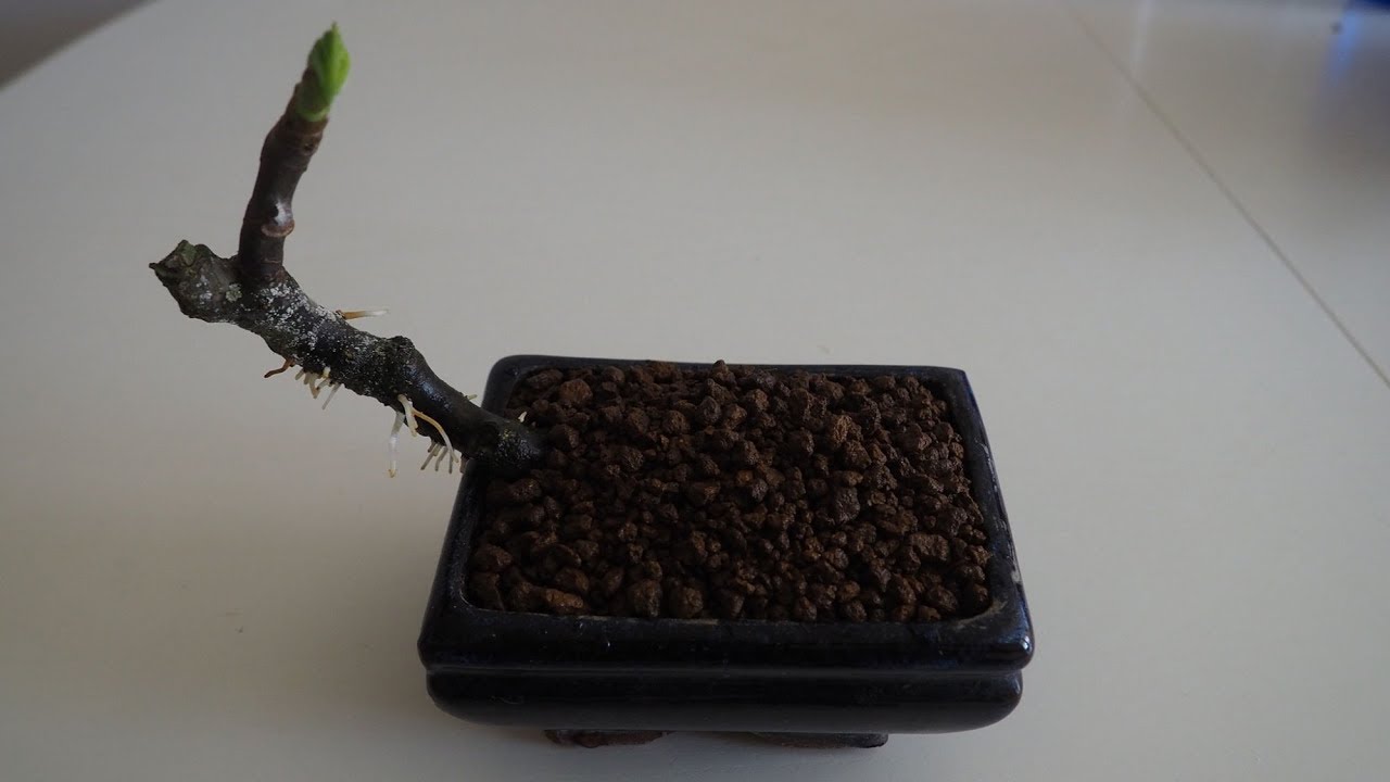 Como hacer un bonsai de higuera (Ficus carica) a partir de un esqueje.  Video 1.